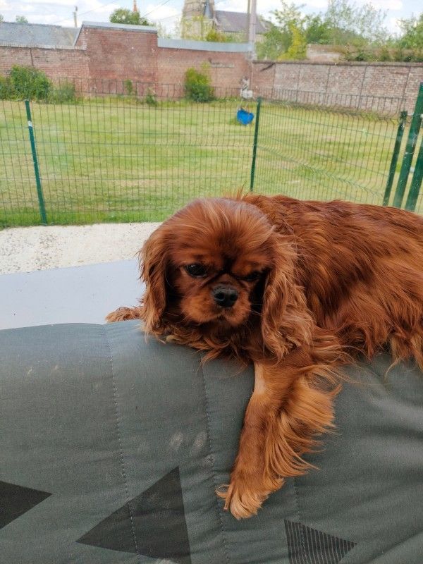 Les Cavalier King Charles Spaniel de l'affixe du marais du l'ingon