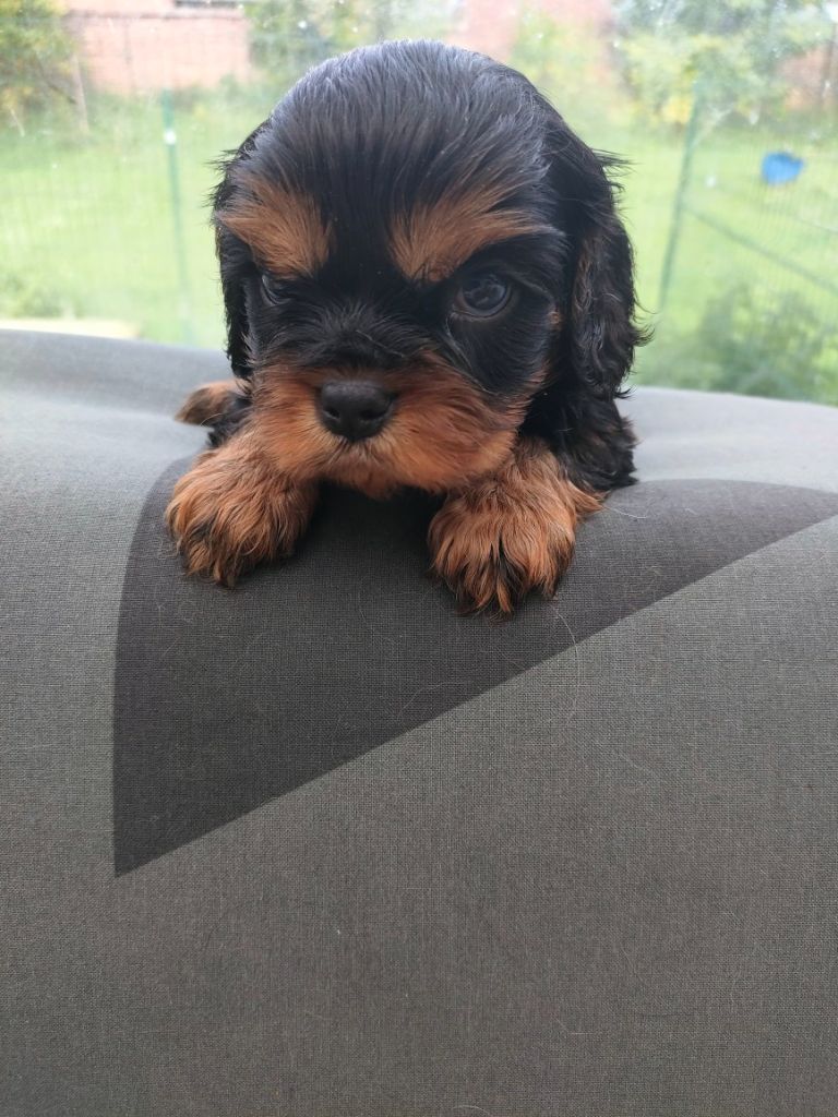 chiot Cavalier King Charles Spaniel du marais du l'ingon