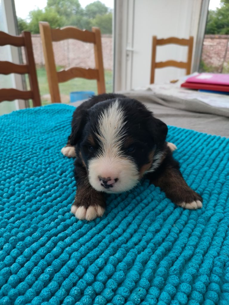du marais du l'ingon - Chiots disponibles - Bouvier Bernois