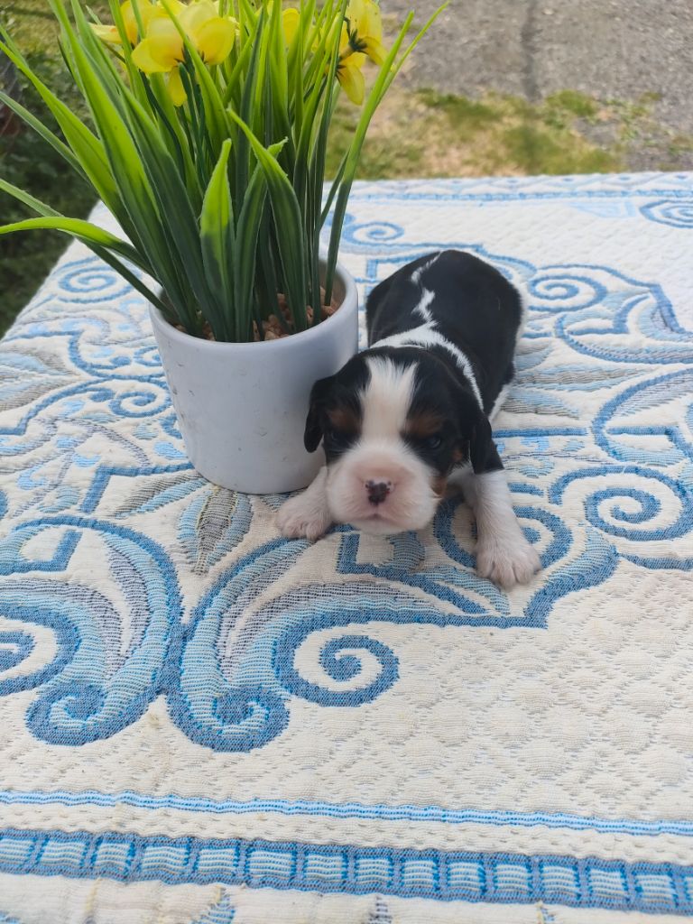 du marais du l'ingon - Chiots disponibles - Cavalier King Charles Spaniel