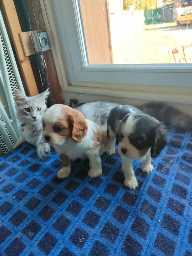 du marais du l'ingon - Chiots disponibles - Cavalier King Charles Spaniel
