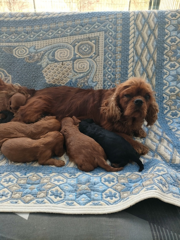 Chiot Cavalier King Charles Spaniel du marais du l'ingon