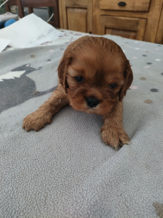 du marais du l'ingon - Chiots disponibles - Cavalier King Charles Spaniel