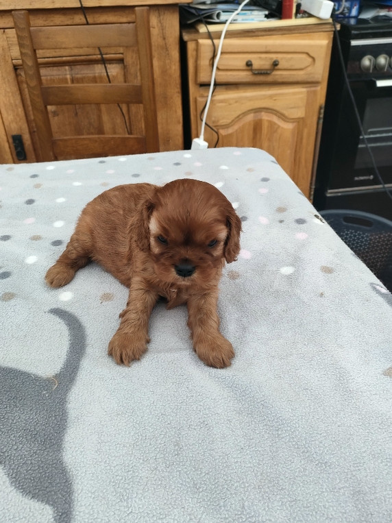 du marais du l'ingon - Chiots disponibles - Cavalier King Charles Spaniel