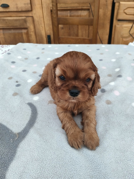 du marais du l'ingon - Chiots disponibles - Cavalier King Charles Spaniel