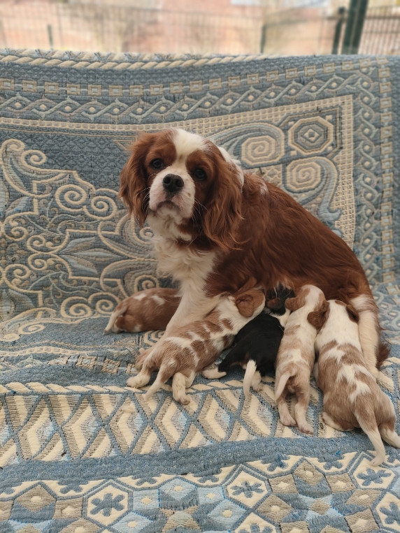 Chiot Cavalier King Charles Spaniel du marais du l'ingon