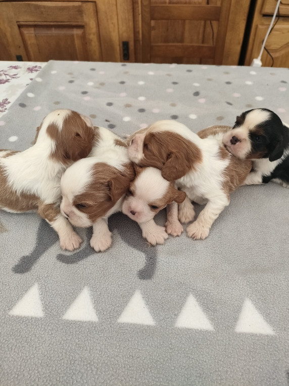 du marais du l'ingon - Chiots disponibles - Cavalier King Charles Spaniel