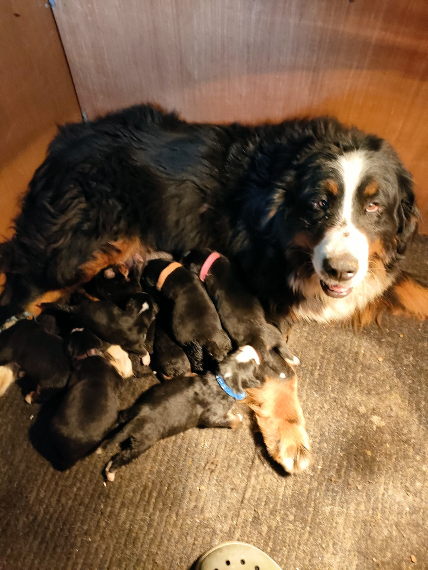 Chiot Bouvier Bernois du marais du l'ingon