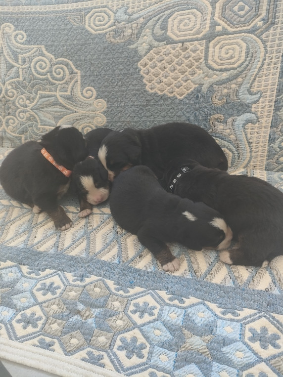 du marais du l'ingon - Chiots disponibles - Bouvier Bernois