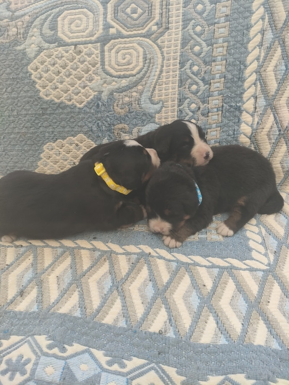 du marais du l'ingon - Chiots disponibles - Bouvier Bernois