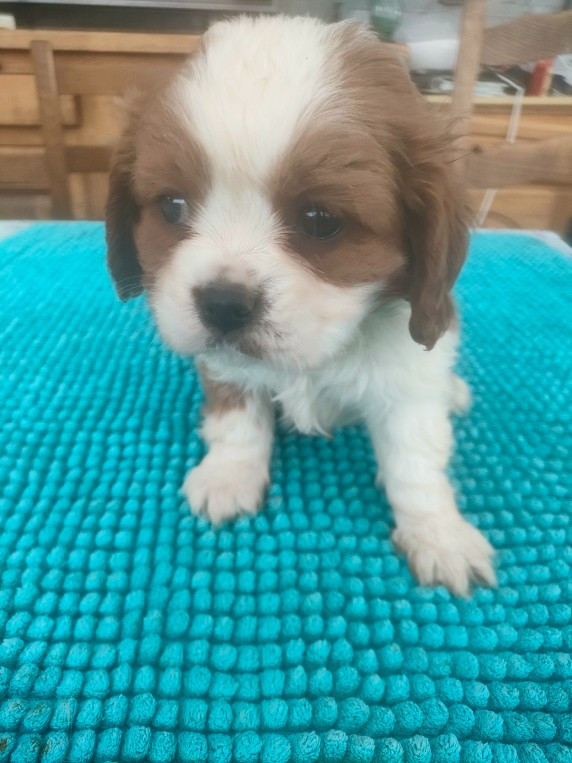 du marais du l'ingon - Chiots disponibles - Cavalier King Charles Spaniel