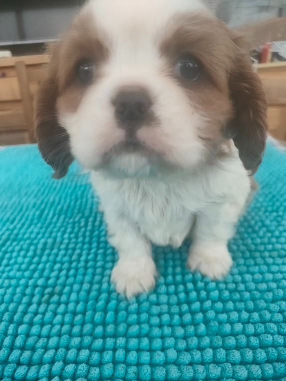 du marais du l'ingon - Chiots disponibles - Cavalier King Charles Spaniel