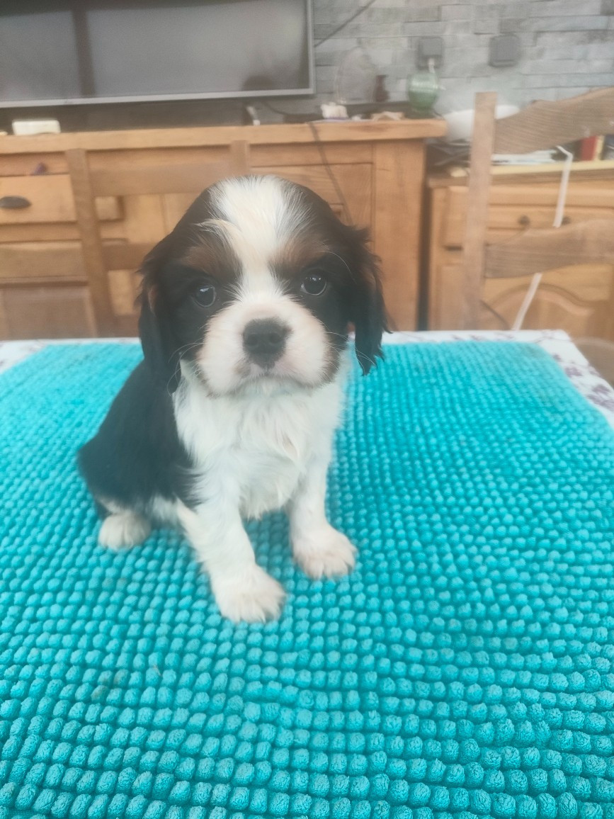du marais du l'ingon - Chiots disponibles - Cavalier King Charles Spaniel