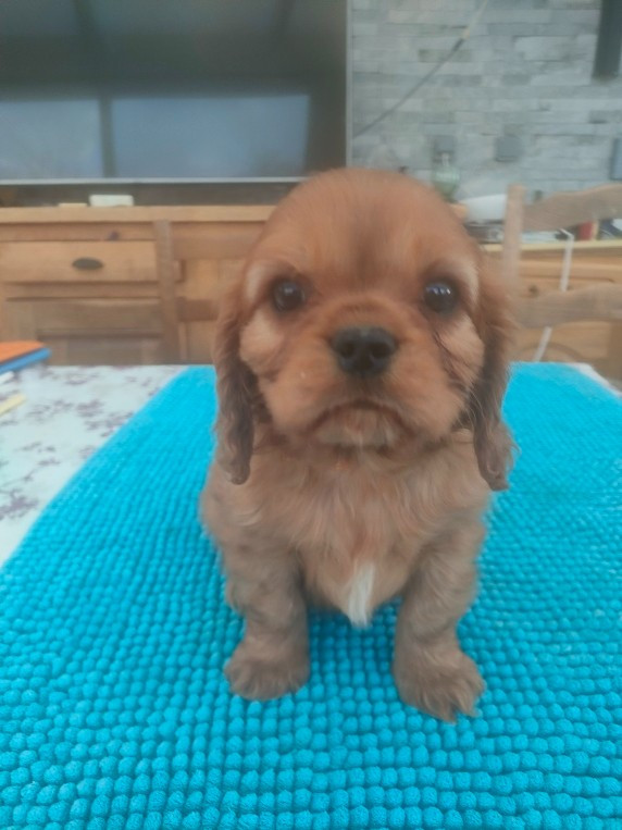 du marais du l'ingon - Chiots disponibles - Cavalier King Charles Spaniel