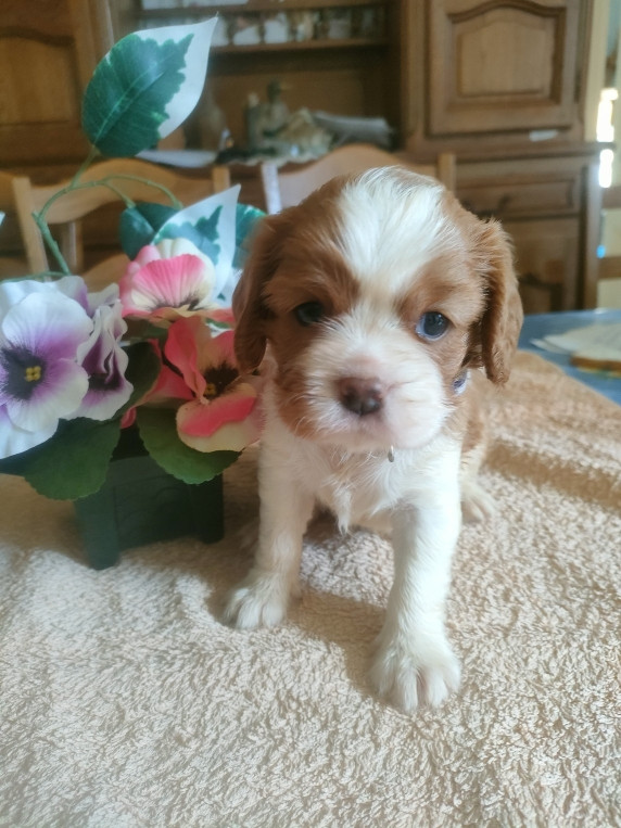 du marais du l'ingon - Chiots disponibles - Cavalier King Charles Spaniel