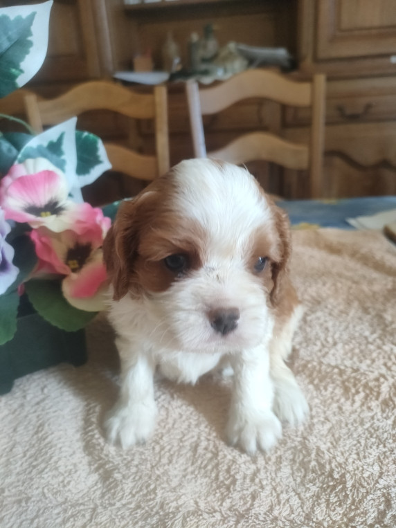 du marais du l'ingon - Chiots disponibles - Cavalier King Charles Spaniel
