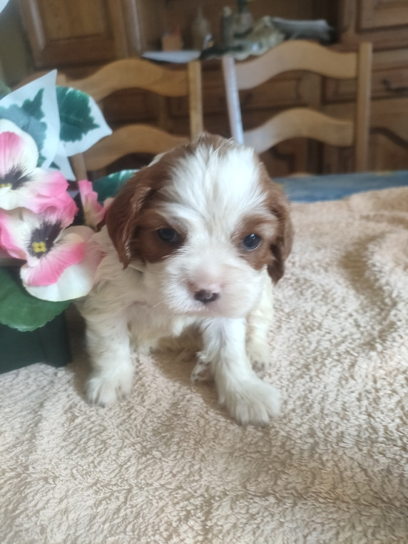 du marais du l'ingon - Chiots disponibles - Cavalier King Charles Spaniel