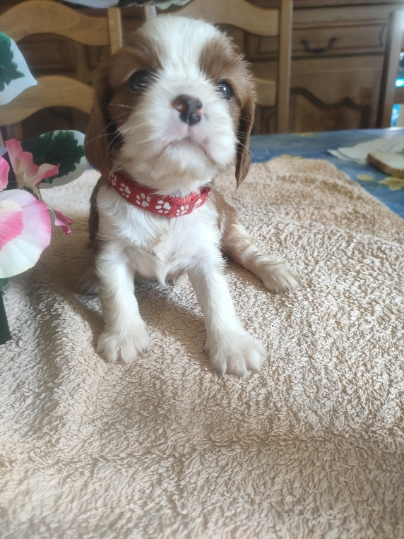 du marais du l'ingon - Chiots disponibles - Cavalier King Charles Spaniel