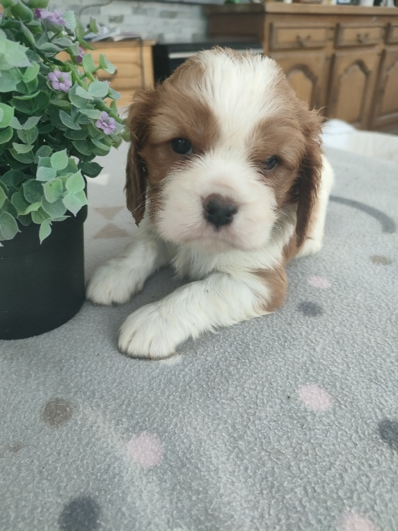 du marais du l'ingon - Chiots disponibles - Cavalier King Charles Spaniel