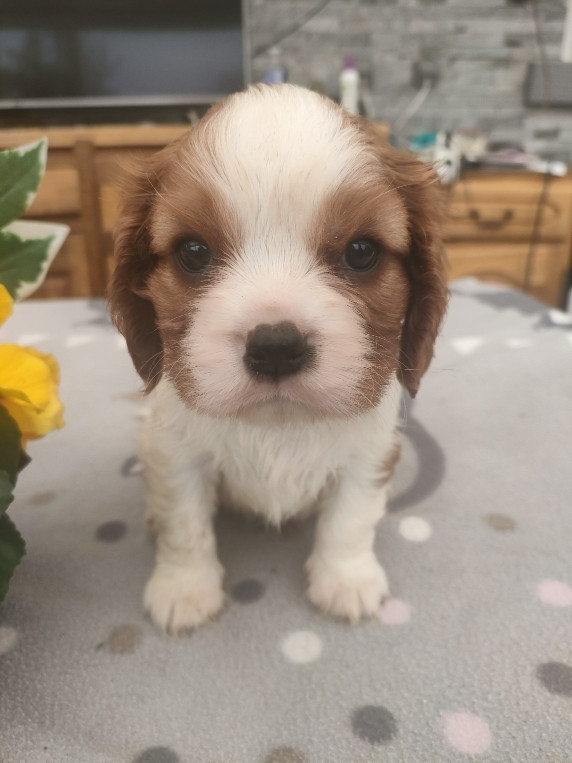 du marais du l'ingon - Chiots disponibles - Cavalier King Charles Spaniel