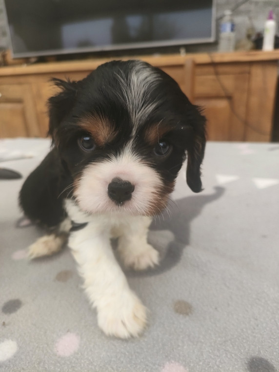 du marais du l'ingon - Chiots disponibles - Cavalier King Charles Spaniel