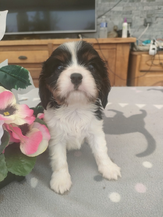 du marais du l'ingon - Chiots disponibles - Cavalier King Charles Spaniel