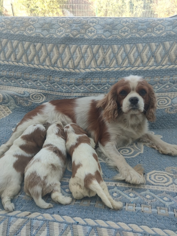 du marais du l'ingon - Cavalier King Charles Spaniel - Portée née le 07/09/2026