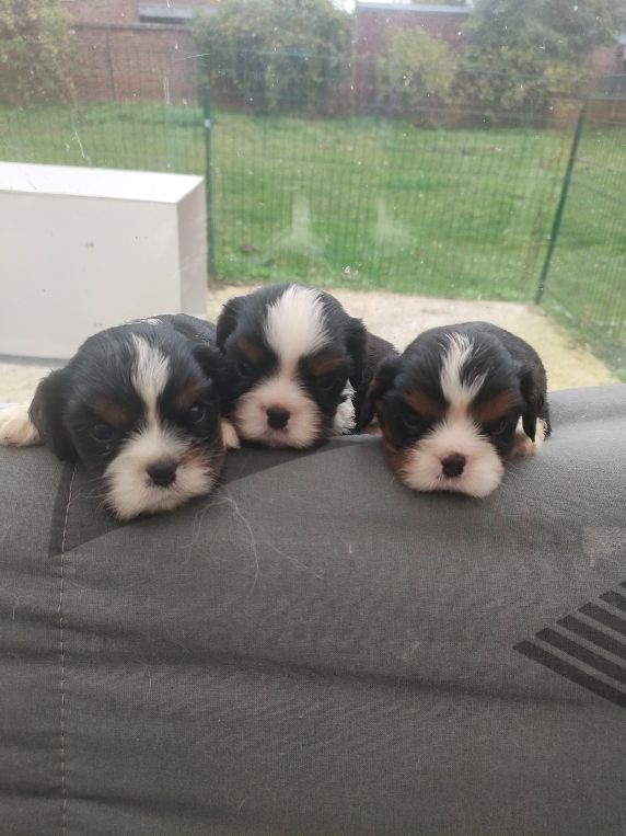 du marais du l'ingon - Cavalier King Charles Spaniel - Portée née le 19/09/2025