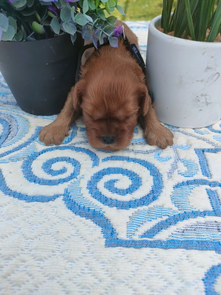 du marais du l'ingon - Chiots disponibles - Cavalier King Charles Spaniel