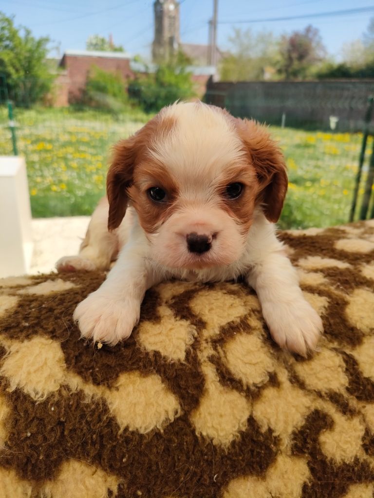du marais du l'ingon - Chiots disponibles - Cavalier King Charles Spaniel