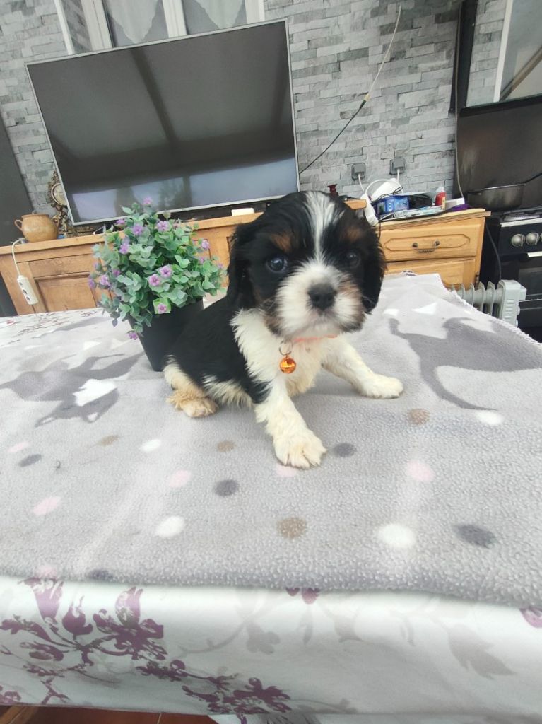 du marais du l'ingon - Chiots disponibles - Cavalier King Charles Spaniel