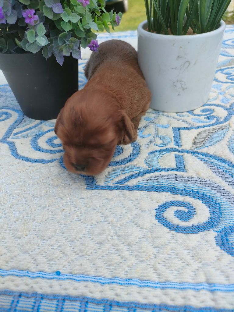 du marais du l'ingon - Chiots disponibles - Cavalier King Charles Spaniel