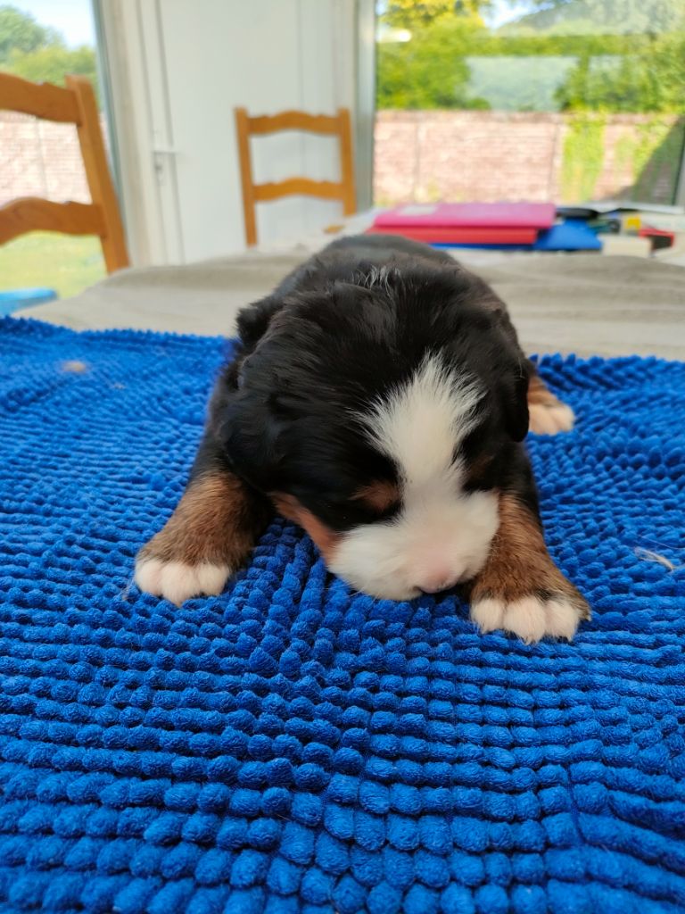du marais du l'ingon - Chiots disponibles - Bouvier Bernois
