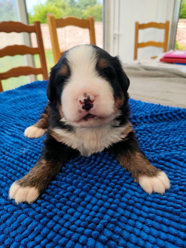 du marais du l'ingon - Chiots disponibles - Bouvier Bernois