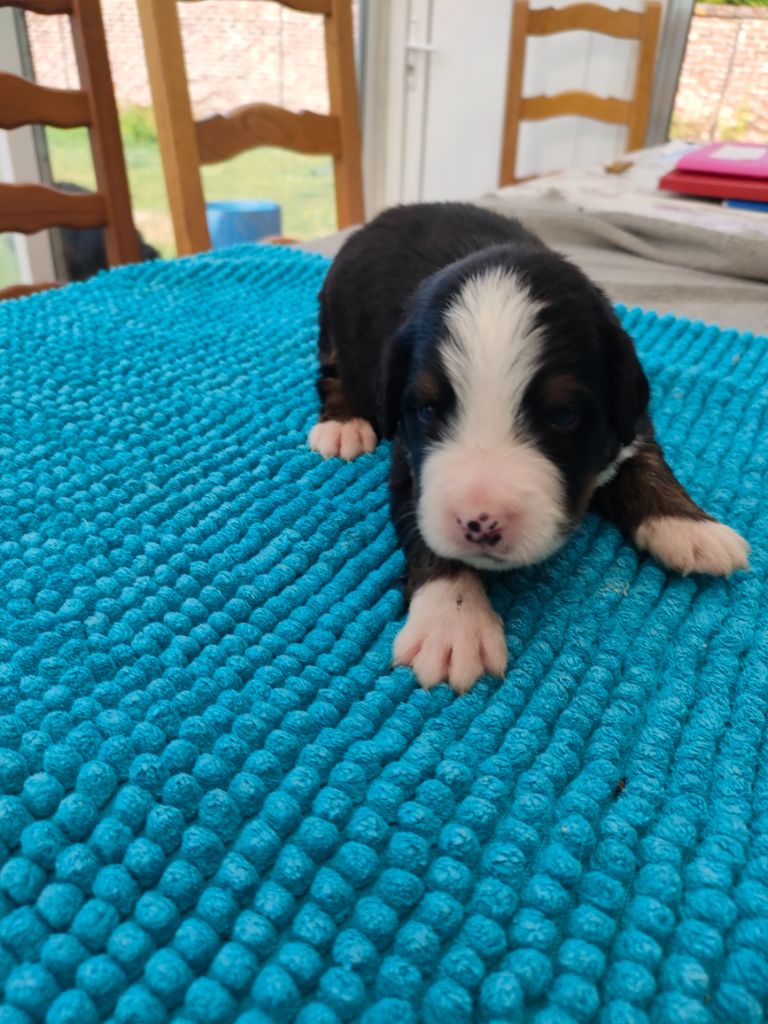 du marais du l'ingon - Chiots disponibles - Bouvier Bernois