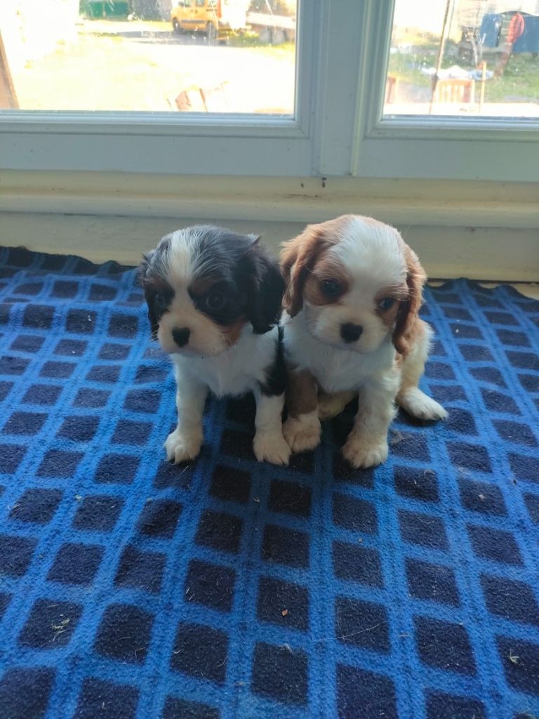Chiot Cavalier King Charles Spaniel du marais du l'ingon