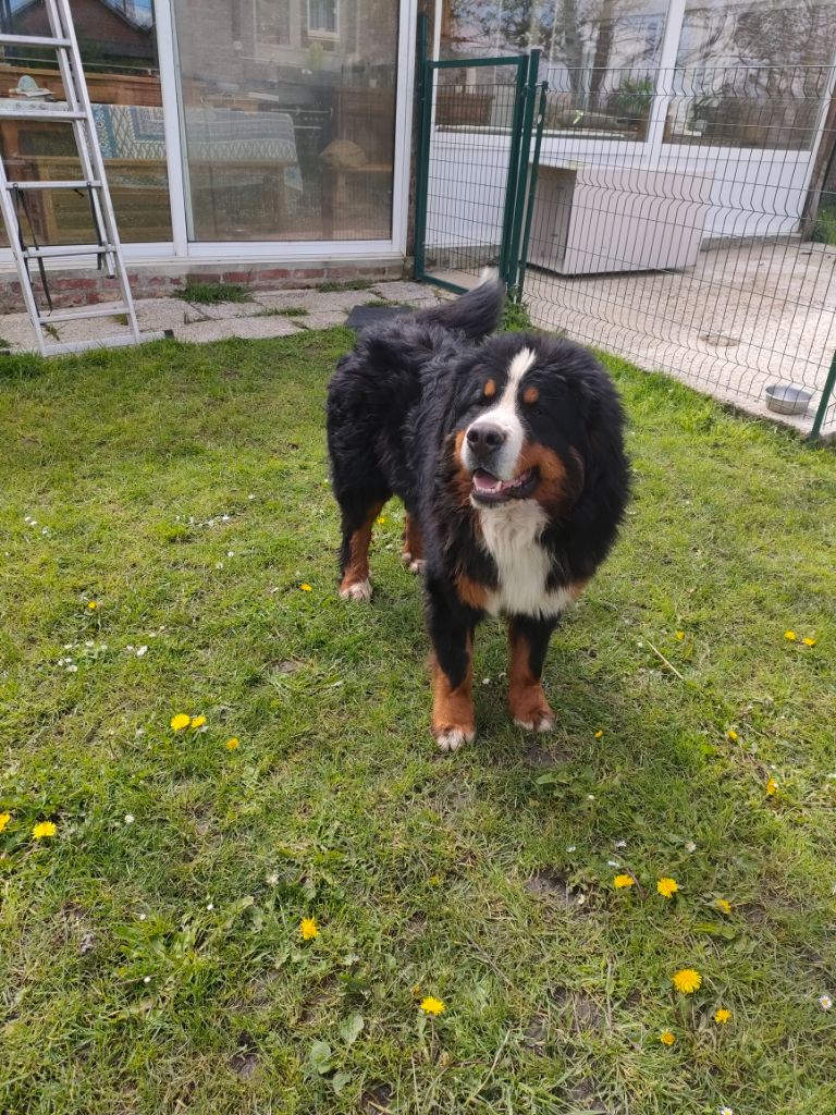 Chiot Bouvier Bernois du marais du l'ingon