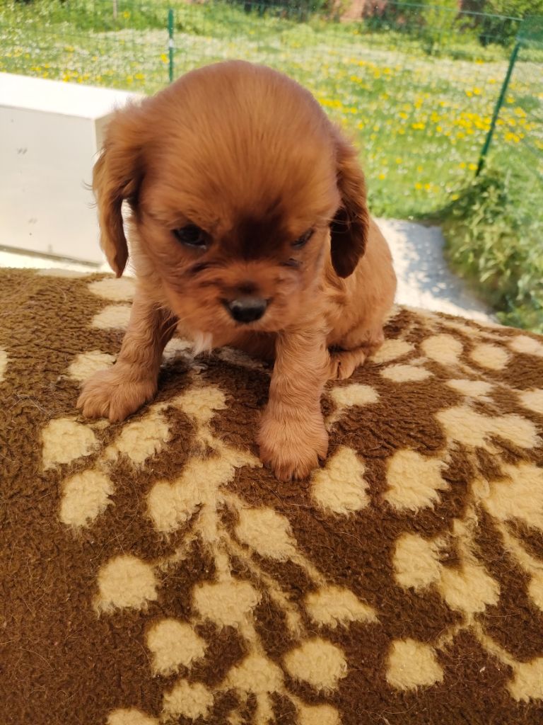 du marais du l'ingon - Chiots disponibles - Cavalier King Charles Spaniel