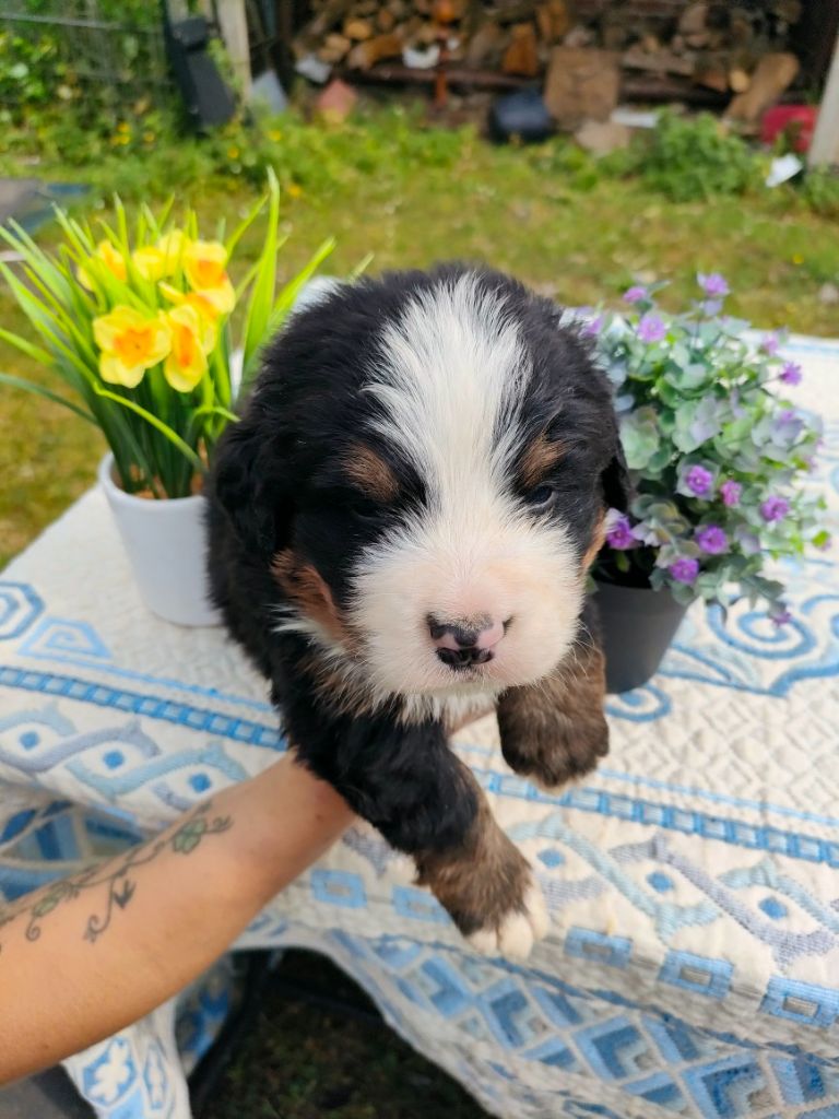 du marais du l'ingon - Chiots disponibles - Bouvier Bernois