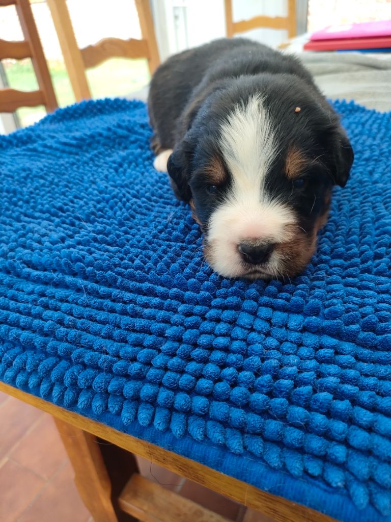du marais du l'ingon - Chiots disponibles - Bouvier Bernois
