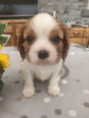 Chiot N°1