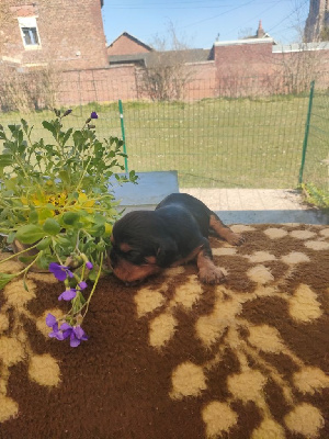 CHIOT 2