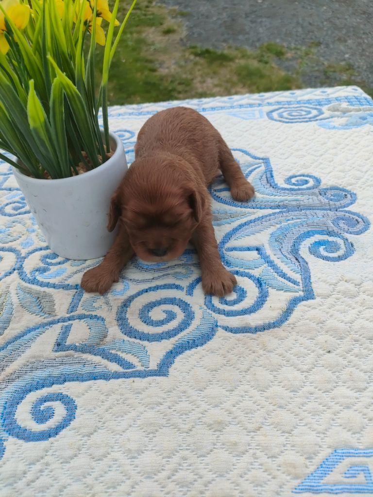 du marais du l'ingon - Chiots disponibles - Cavalier King Charles Spaniel
