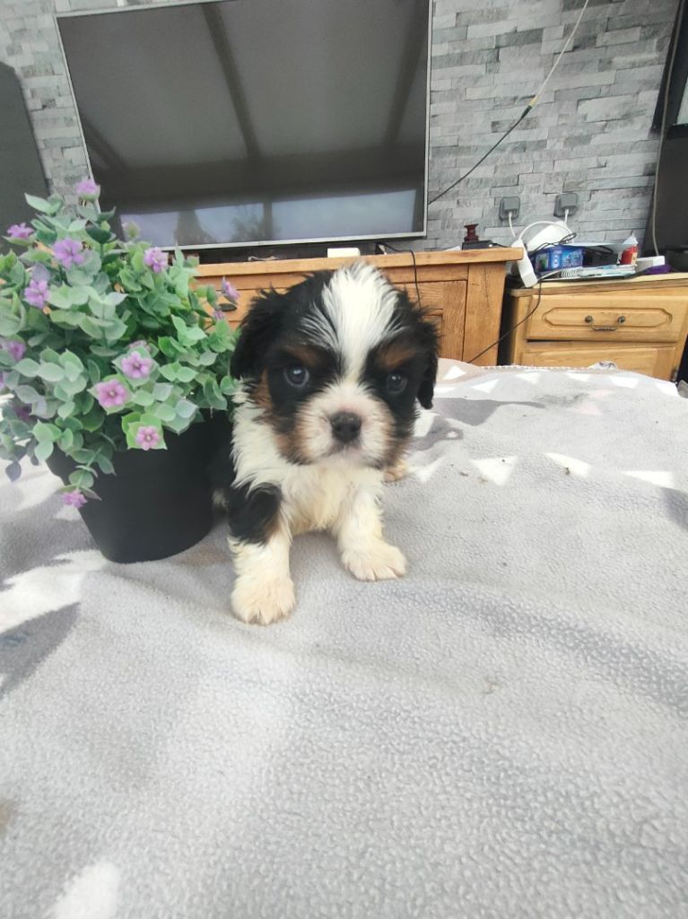 du marais du l'ingon - Chiots disponibles - Cavalier King Charles Spaniel