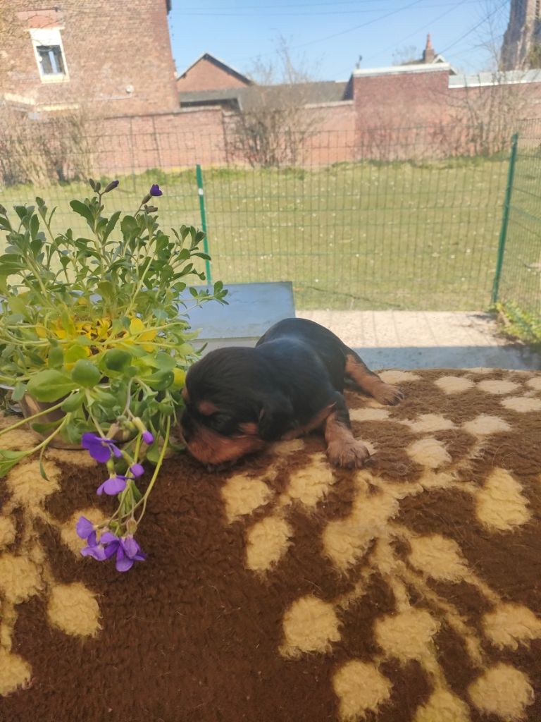 du marais du l'ingon - Chiots disponibles - Cavalier King Charles Spaniel