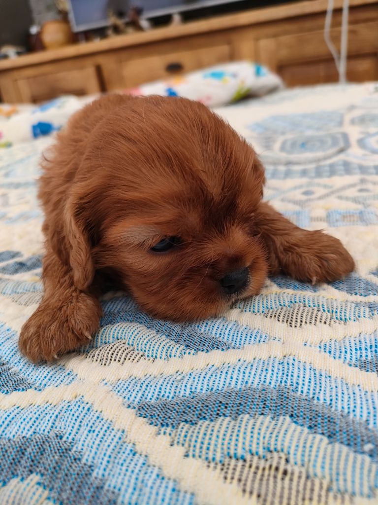 du marais du l'ingon - Chiots disponibles - Cavalier King Charles Spaniel