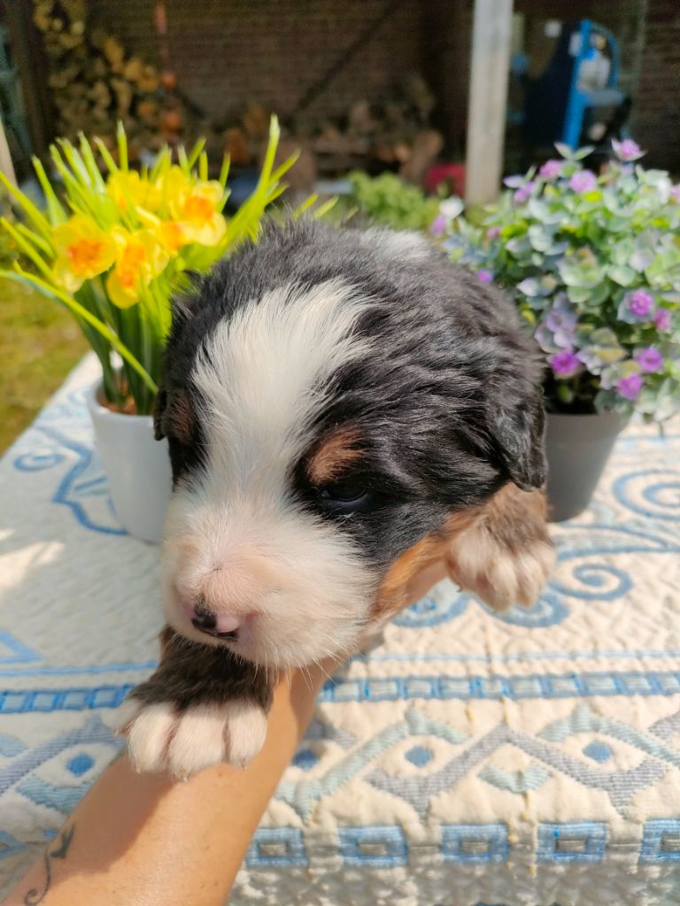 du marais du l'ingon - Chiots disponibles - Bouvier Bernois