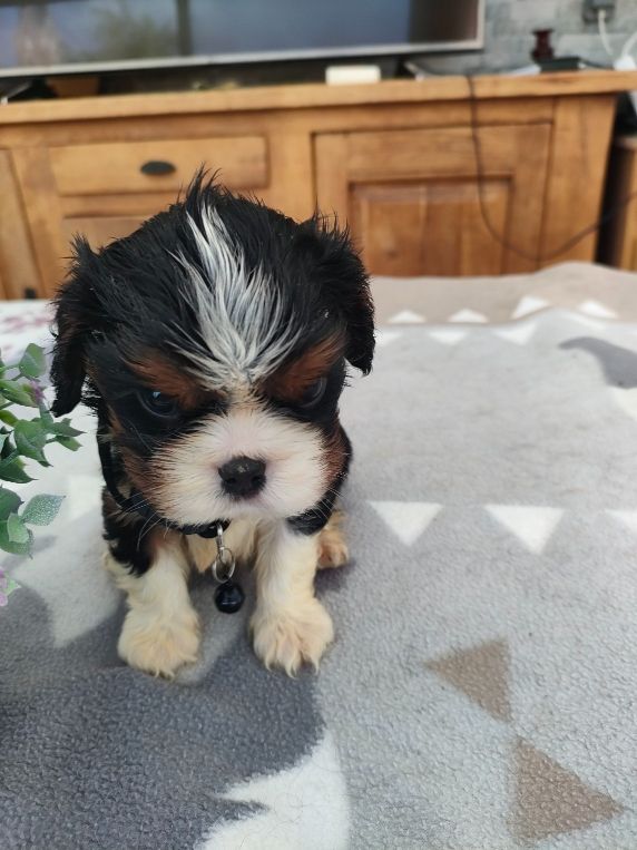 du marais du l'ingon - Chiots disponibles - Cavalier King Charles Spaniel