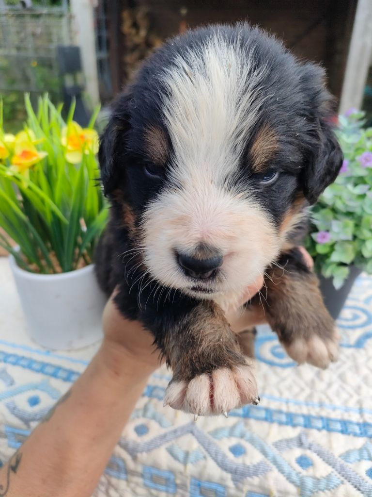 du marais du l'ingon - Chiots disponibles - Bouvier Bernois