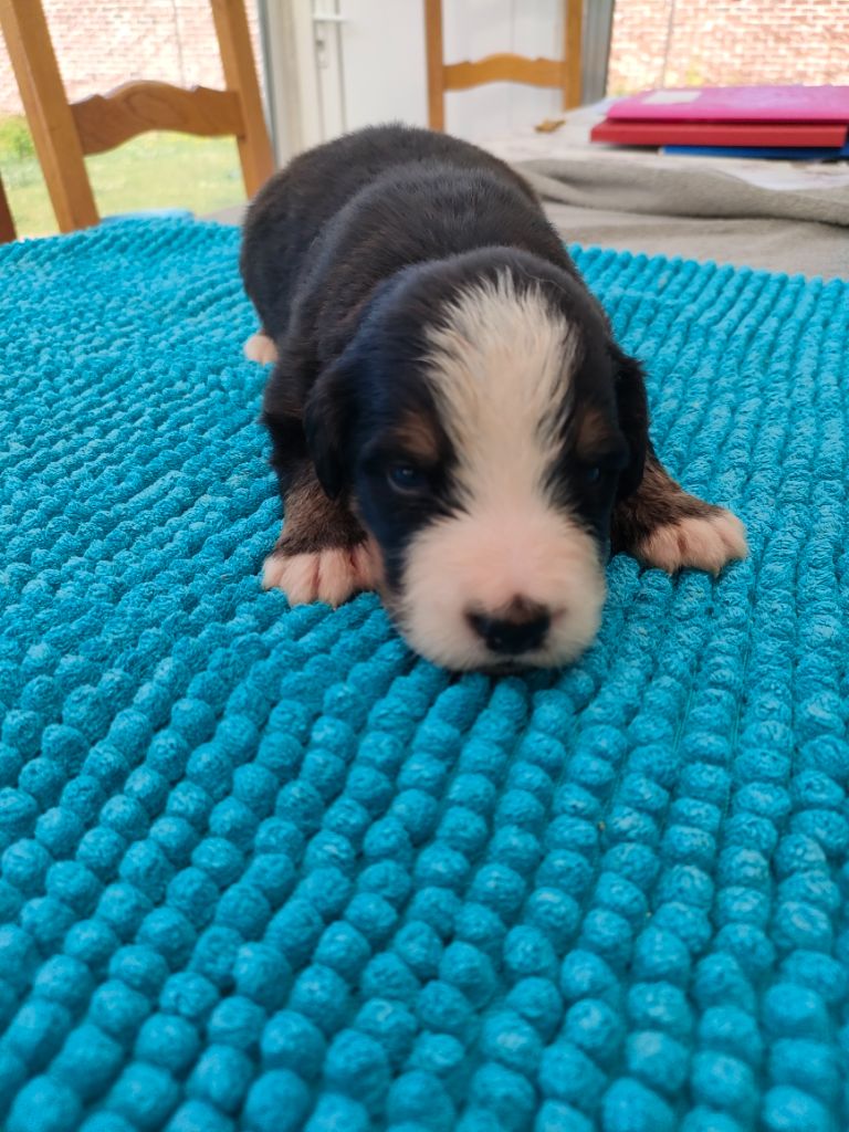 du marais du l'ingon - Chiots disponibles - Bouvier Bernois